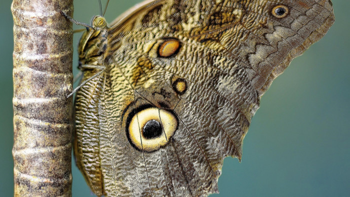 Hatalmas rovarinvázió Magyarországon – nincs mit tenni ellene