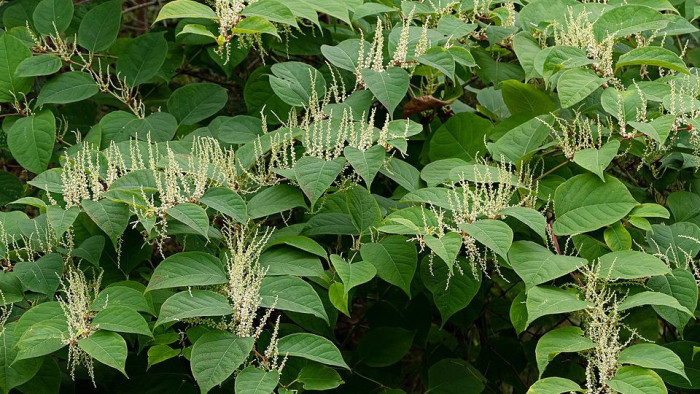 Százezrekre is megbüntethetik, ha ilyen virágot ültet a kertjébe