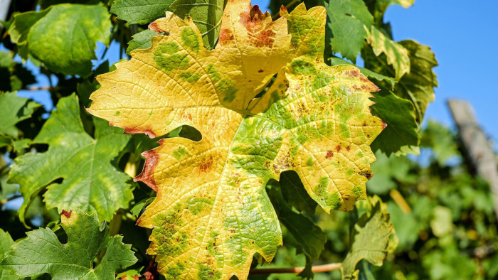 Országszerte egyre több helyen okoz végzetes károkat a veszélyes szőlőbetegség
