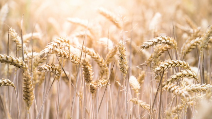 Gabonatermesztők: ilyen szárazság Magyarországon eddig nem nagyon fordult elő