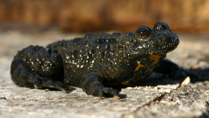 Ki kell javítani Erdély legdrágább és leglátványosabb panorámaútját