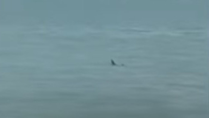 Ismét felbukkant a Balaton cápája - videó