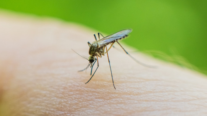 Jó hír a budapestieknek a nyár hajrájára