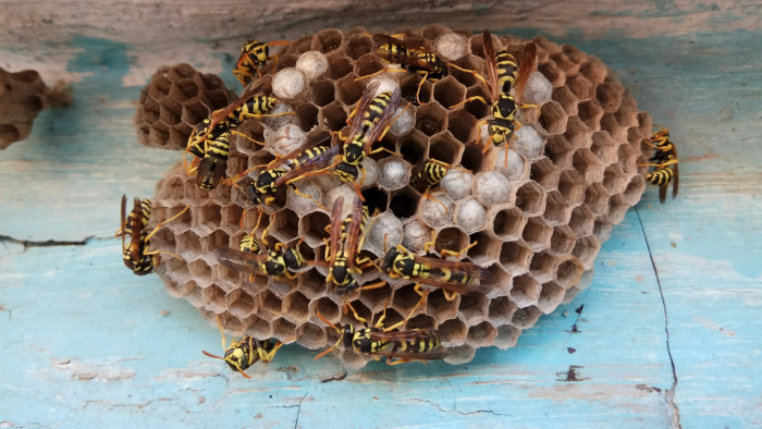 Darázsinvázió terrorizálja Somogyot, alig győzik a rovarirtók