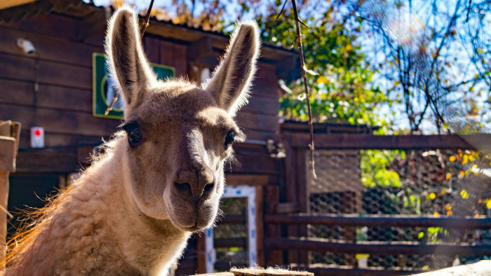 Négylábúak vonultak be a törökbálinti képviselő-testület ülésére