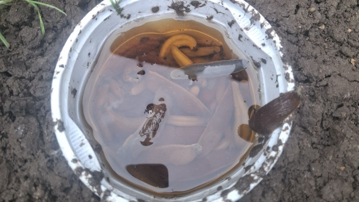 Csigariasztó hadművelet a kertben, így menthetjük meg a veteményest a rejtélyes inváziótól