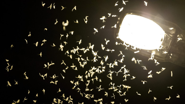 Halálos csapda a Megyeri híd a dunavirágok számára