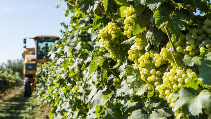 Drágult a szőlő, és kiderült, mennyivel kevesebb bor lesz a súlyos aszály miatt