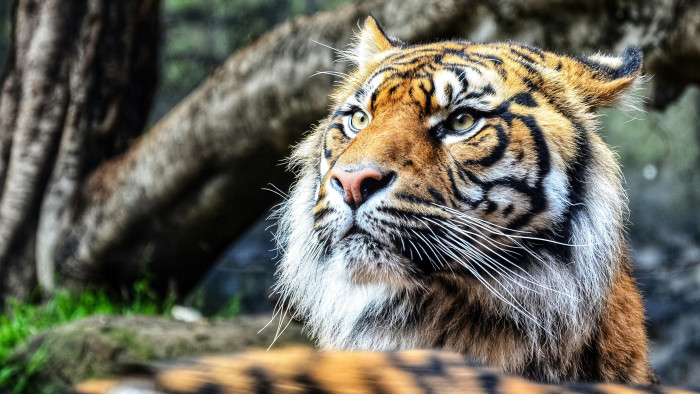 Halálos tigristámadás történt Jeruzsálemben