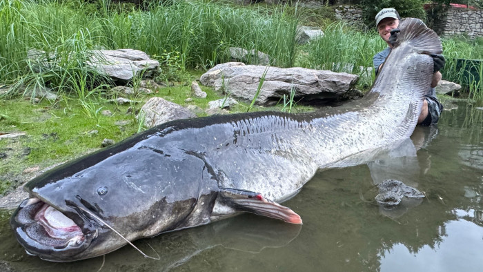 Brutális harc volt, de kifogták a rémisztő, hatalmas harcsát – képek