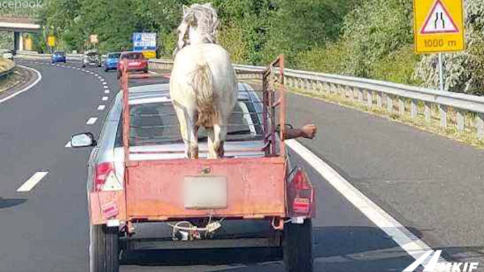 Ilyet még nem látott, fehér ló érkezett az M7-es autópályán – videó