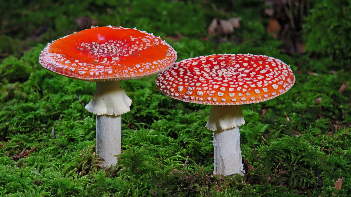 A halálos gombaebéd egyetlen túlélője megtörte a csendet - fotó