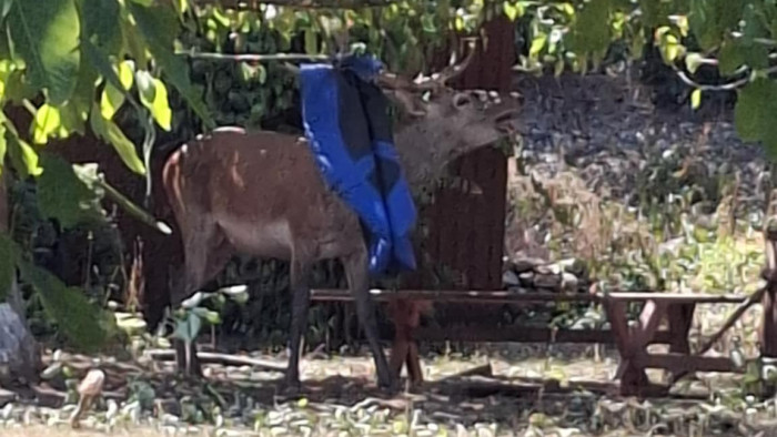 Szarvashiba a Balatonnál