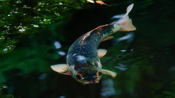 Ellopták Kurtot, a gyerekek 25 centis kedvencét