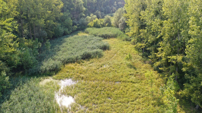 Nagy veszélyben az élővilág: életmentő beavatkozásra volt szükség az aszály sújtotta Gemenci erdőkben