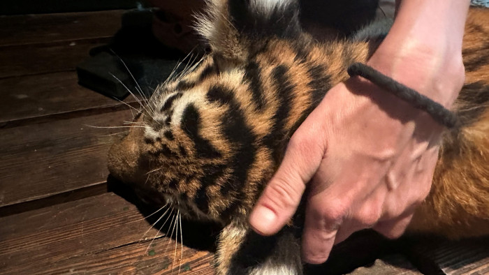 Elpusztult Szása, a fővárosi állatkert kistigrise