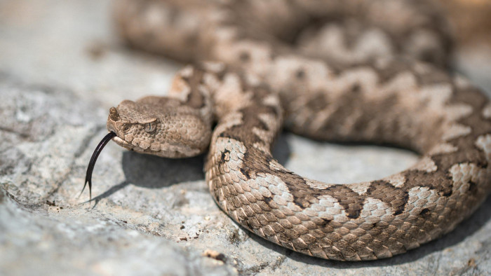 Rendkívüli kígyómarás-hullám a magyarok kedvelt nyaralóhelyén