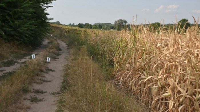 Idegenkezűség – holtan találták meg az eltűnt kéthetes csecsemőt