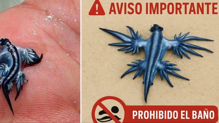 Mérgező tengeri fecskék miatt zárták le a híres európai strandot