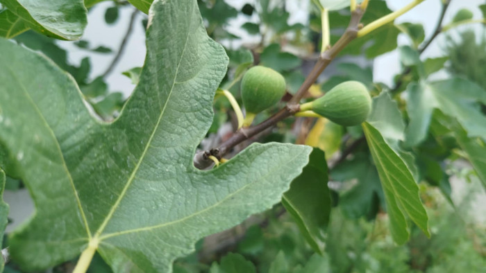 Hideg reggelek a kiskertben, avagy a metszésben komoly félreértés van