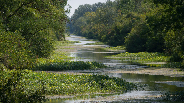 Veszélyben a Tiszántúl élővilága, rohamosan terjed egy Amerikából származó növény
