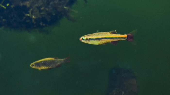 Ezek a halak segíthetik megfejteni az emberi agy működését