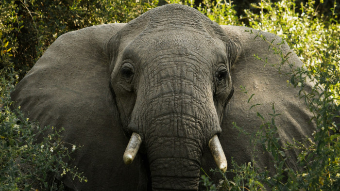 Megkínálta sörrel az elefántot - nem kellett volna