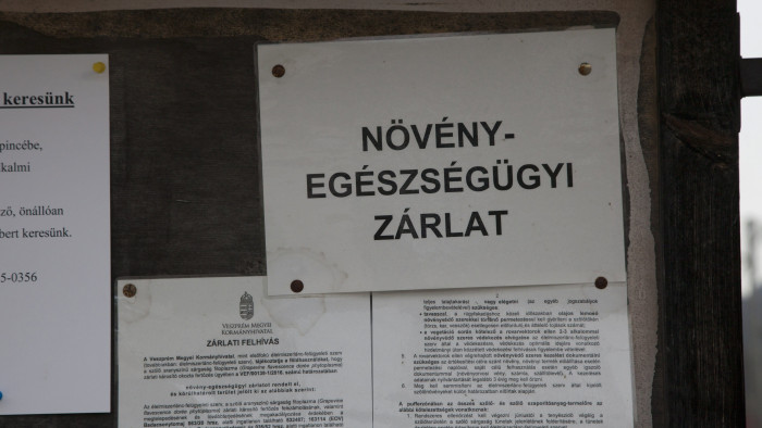 Ha felfedezi ezt a szőlőleveleken, azonnal jelentenie kell a hatóságnak