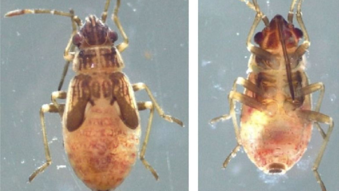 Új kártevő támad Magyarországon