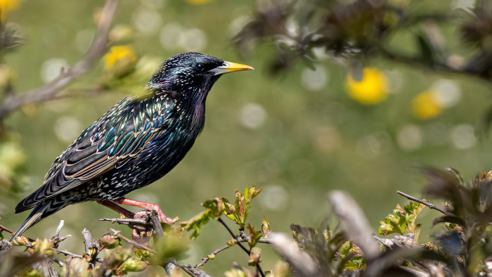 Robbanások a Balatonnál, kinek van igaza?