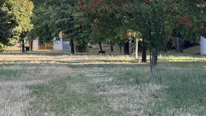 A vaddisznók már a Kaszásdűlőn vannak