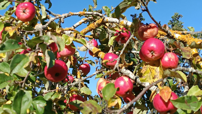Hiába kezdődött meg a szedd magad akció, sok almaföld ki se nyitott