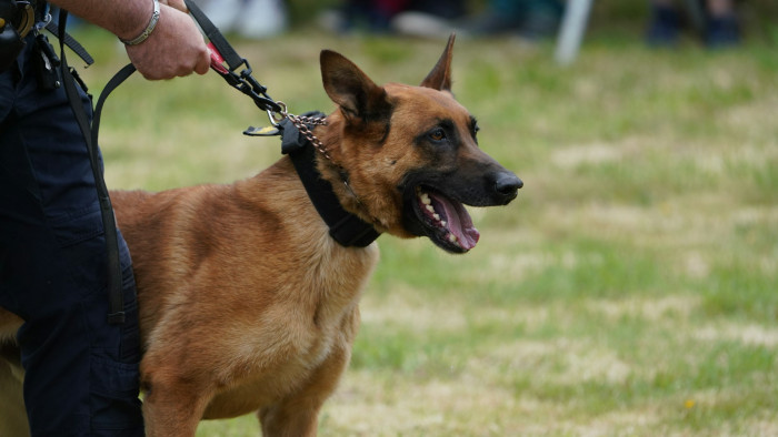 Nyolcórányi keresés után meglett az eltűnt kiskunhalasi lány