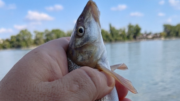 Ritka és védett halfaj jelent meg a Zagyvában