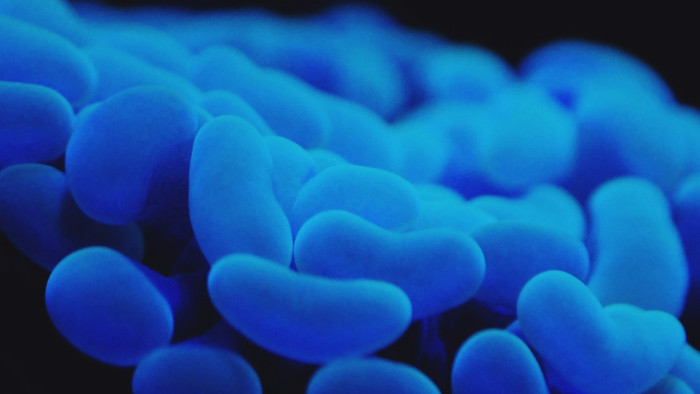 Kutatók egy eddig ismeretlen, legyek által terjesztett baktériumot találtak