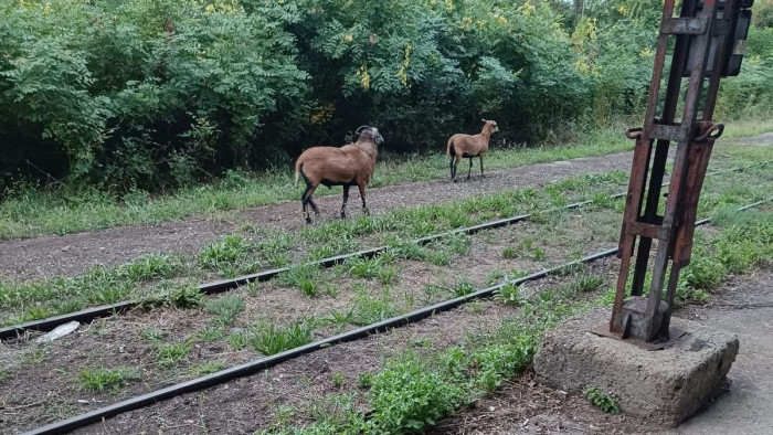 Két kameruni barangol a szegedi rendezőpályaudvarnál, senki nem tudja elkapni őket
