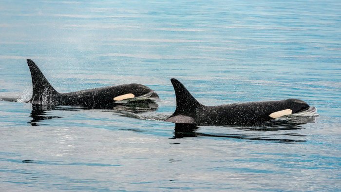 Videóra vették, ahogy kardszárnyú delfinek elsüllyesztenek egy hajót