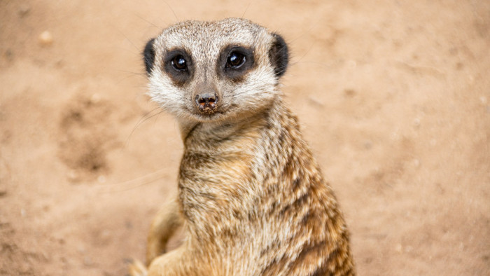 Afrikai állatok sétálgatnak Érd utcáin – fotók