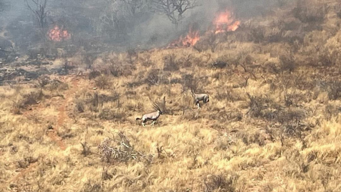Borzalmas tűzhalál fenyeget több tízezer állatot - videó
