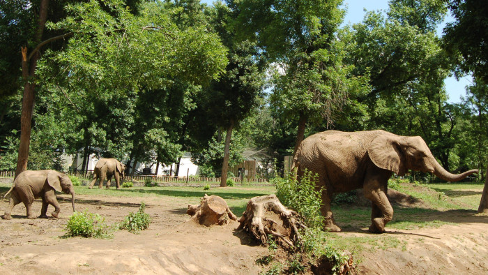 Vemhes elefánt érkezik a vidéki magyar városba