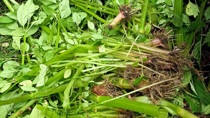 Szép, de pusztító: óriási irtásba fogtak az Őrségben