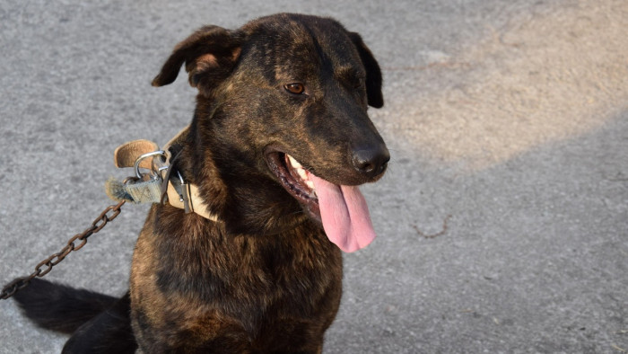 Kiharapott a kerítésen túlra a fekete kutya, kórházba került a sétáló asszony