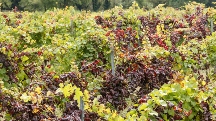 Sok szőlőültetvényt felszámolnak, de közelebb került a megoldás a fitoplazma és a kabócák elleni küzdelemben