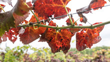 Aki ilyen sárgulást, vörösödést lát, azonnal jelentse!