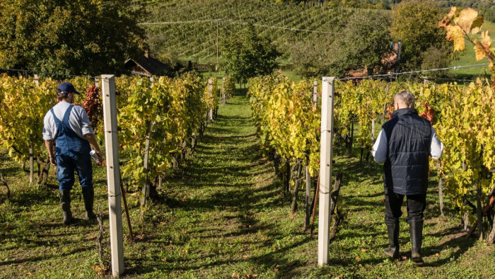 Súlyos helyzetben a magyar gazdaság fontos ágazata, megindult a felmentősereg - fotók