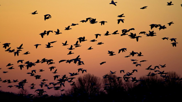 Megérkeztek Tata környékére az idei első vadludak