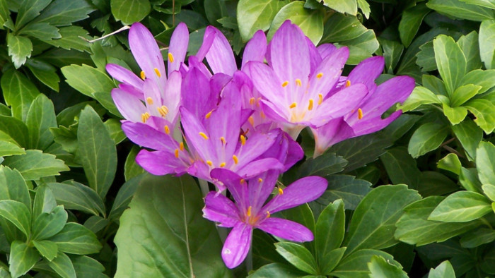 Vigyázat, most lepi el az országot ez a gyönyörű, de mérgező növény