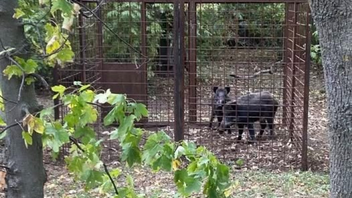 Kiderült, mi lett a Budapesten véletlenül befogott két vaddisznóval