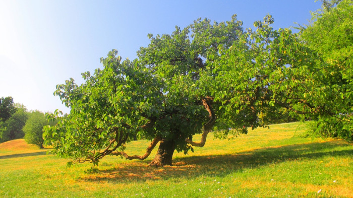 Felháborította a főpolgármestert a Tabánra vonatkozó terv