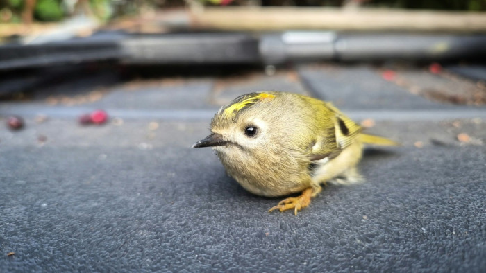 Megmentették Európa legkisebb énekesmadarát